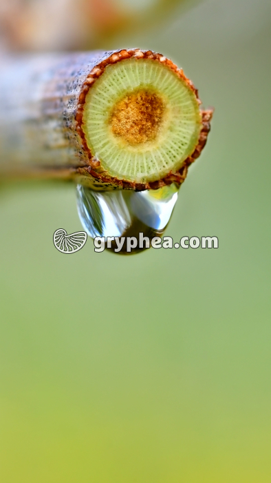 Vigne qui pleure - gryphea.com